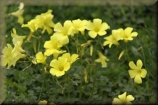 Bloemen